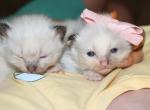 Oliver - Ragdoll Kitten For Sale - La Porte&comma; IN&comma; US