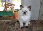 Dax Polydactyl Ragdoll Kitten - Polydactyl Kitten For Sale - 
