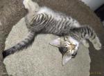 Tabby One - Domestic Kitten For Adoption - Springfield&comma; MA&comma; US