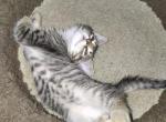 Tabby One - Domestic Kitten For Adoption - 