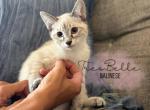 Saffron - Siamese Kitten For Sale - CA&comma; US