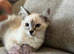 Cumin - Balinese Kitten For Sale - CA&comma; US