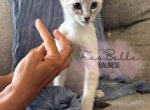 Basil - Siamese Kitten For Sale - CA&comma; US