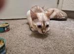 Creampie - Bengal Kitten For Sale - 