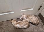Cream puff - Bengal Kitten For Adoption - 