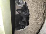 Black male one - Domestic Kitten For Sale - 