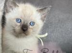 Kiwi - Siamese Kitten For Sale - CA&comma; US