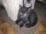 Black male two - Domestic Kitten For Sale - Springfield&comma; MA&comma; US