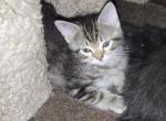 Tabby Two - Domestic Kitten For Sale - 