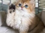 Levi - British Shorthair Kitten For Sale - 