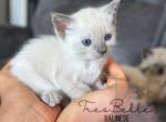 Berry - Siamese Kitten For Sale - CA&comma; US
