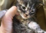 Brazil Nut - Maine Coon Kitten For Sale - Brave&comma; PA&comma; US