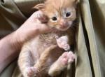 Pistachio - Maine Coon Kitten For Sale - Brave&comma; PA&comma; US