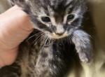 Walnut - Maine Coon Kitten For Sale - 