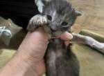 Gale - Maine Coon Kitten For Sale - Brave&comma; PA&comma; US