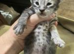Nimbus - Maine Coon Kitten For Sale - Brave&comma; PA&comma; US