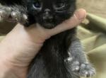 Thunder - Maine Coon Kitten For Sale - Brave&comma; PA&comma; US