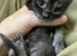 Flash - Maine Coon Kitten For Sale - Brave&comma; PA&comma; US