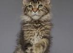 Brown Tabby Maine Coon Boy - Maine Coon Kitten For Sale - NY&comma; US
