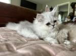 Persian kittens - Persian Kitten For Sale - Austin&comma; TX&comma; US