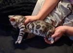 Purebred silver bengal kittens - Bengal Kitten For Sale - Heron Lake&comma; MN&comma; US