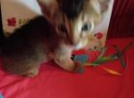 Ruddy Dancing Junebug - Abyssinian Kitten For Sale - Plymouth&comma; WI&comma; US