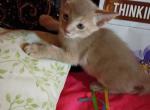 Tickle Me Fawn - Abyssinian Kitten For Sale - 