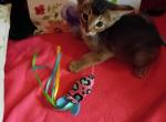 Ruddy Dancing Junebug - Abyssinian Kitten For Sale - Plymouth&comma; WI&comma; US