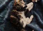 Lula - Domestic Kitten For Sale - 