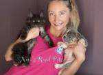 Black smoke babies - Maine Coon Kitten For Sale - Jacksonville&comma; FL&comma; US