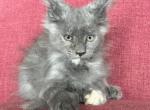 Blue Torti - Maine Coon Kitten For Sale - 