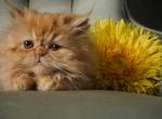 Rona - Persian Kitten For Sale - Dallas&comma; TX&comma; US