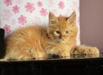 Orange Boy - Maine Coon Kitten For Sale - Jacksonville&comma; FL&comma; US