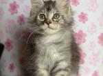 Silver Torti - Maine Coon Kitten For Sale - Jacksonville&comma; FL&comma; US