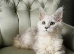 Veron - Maine Coon Kitten For Sale - 