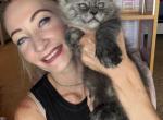Polydactyl Black Smoke - Maine Coon Kitten For Sale - Jacksonville&comma; FL&comma; US