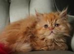 Valero - Persian Kitten For Sale - Dallas&comma; TX&comma; US
