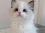 Phoenix - Ragdoll Kitten For Sale - Monrovia&comma; CA&comma; US