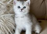 Lucy - Scottish Straight Kitten For Sale - Rocklin&comma; CA&comma; US
