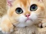 Honey - British Shorthair Kitten For Sale - 