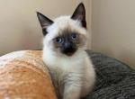 Balinese - Balinese Kitten For Sale - Adams&comma; WI&comma; US