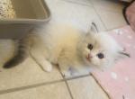 Pearl - Ragdoll Kitten For Sale - 