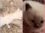 Kats ravishing ragdolls 3 kittens - Ragdoll Kitten For Sale - Lancaster&comma; PA&comma; US