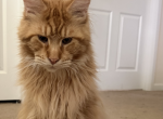 Cornelius - Maine Coon Cat For Sale - 