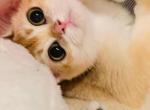Mary - British Shorthair Kitten For Sale - Irvine&comma; CA&comma; US