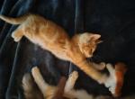 Lolo - Domestic Kitten For Sale - Lake Stevens&comma; WA&comma; US