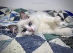 Draco - Ragdoll Kitten For Sale - 