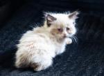 Rosemary - Ragdoll Kitten For Sale - Oak Harbor&comma; WA&comma; US