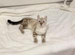 RESERVED Sebastian Highlander - Highlander Kitten For Sale - Bridgeton&comma; NJ&comma; US