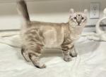 Marmalade Highlander - Highlander Kitten For Sale - 